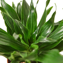 Load image into Gallery viewer, Dracaena Janet Craig