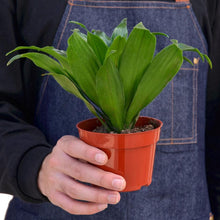 Load image into Gallery viewer, Dracaena Janet Craig