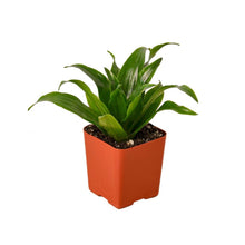 Load image into Gallery viewer, Dracaena Janet Craig