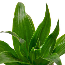 Load image into Gallery viewer, Dracaena Janet Craig