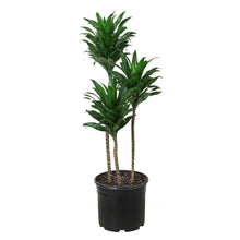 Load image into Gallery viewer, Dracaena Janet Craig