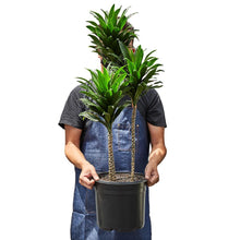 Load image into Gallery viewer, Dracaena Janet Craig