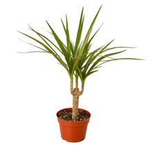 Load image into Gallery viewer, Dracaena Marginata Cane