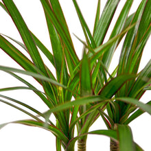 Load image into Gallery viewer, Dracaena Marginata Cane