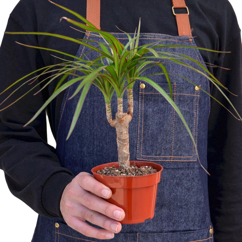 Dracaena Marginata Cane – Plant Gay