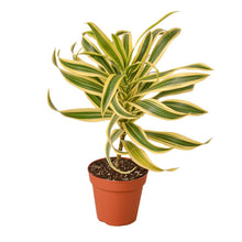 Load image into Gallery viewer, Dracaena Song of India

