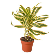 Load image into Gallery viewer, Dracaena Song of India