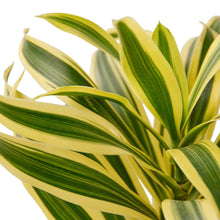 Load image into Gallery viewer, Dracaena Song of India