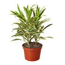 Load image into Gallery viewer, Dracaena Song of India
