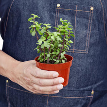 Load image into Gallery viewer, Succulent 'Elephant Bush'