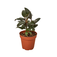 Load image into Gallery viewer, Ficus Elastica 'Burgundy'