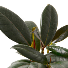 Load image into Gallery viewer, Ficus Elastica 'Burgundy'