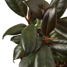 Load image into Gallery viewer, Ficus Elastica 'Burgundy'