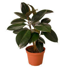 Load image into Gallery viewer, Ficus Elastica &#39;Burgundy&#39;
