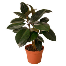 Load image into Gallery viewer, Ficus Elastica 'Burgundy'