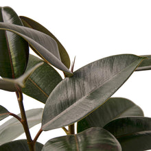 Load image into Gallery viewer, Ficus Elastica 'Burgundy'