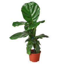 Load image into Gallery viewer, Ficus Lyrata Fiddle Leaf Fig - 6" Pot