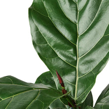 Load image into Gallery viewer, Ficus Lyrata Fiddle Leaf Fig - 6&quot; Pot
