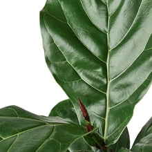 Load image into Gallery viewer, Ficus Lyrata Fiddle Leaf Fig - 6" Pot