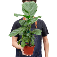 Load image into Gallery viewer, Ficus Lyrata Fiddle Leaf Fig - 6" Pot