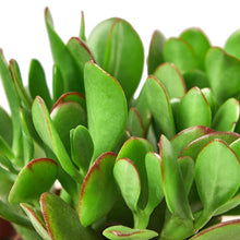 Load image into Gallery viewer, Jade Succulent 4" Pot