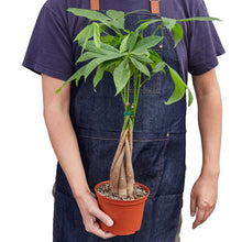 Load image into Gallery viewer, Money Tree 'Guiana Chestnut' Pachira Braid