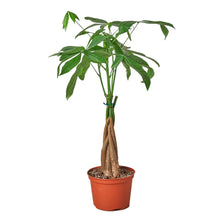 Load image into Gallery viewer, Money Tree 'Guiana Chestnut' Pachira Braid
