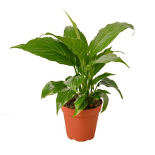 Load image into Gallery viewer, Spathiphyllum 'Peace Lily'