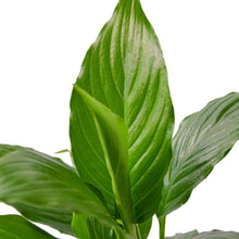 Load image into Gallery viewer, Spathiphyllum 'Peace Lily'