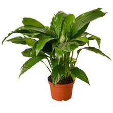 Load image into Gallery viewer, Spathiphyllum 'Peace Lily'