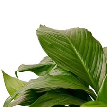 Load image into Gallery viewer, Spathiphyllum 'Peace Lily'