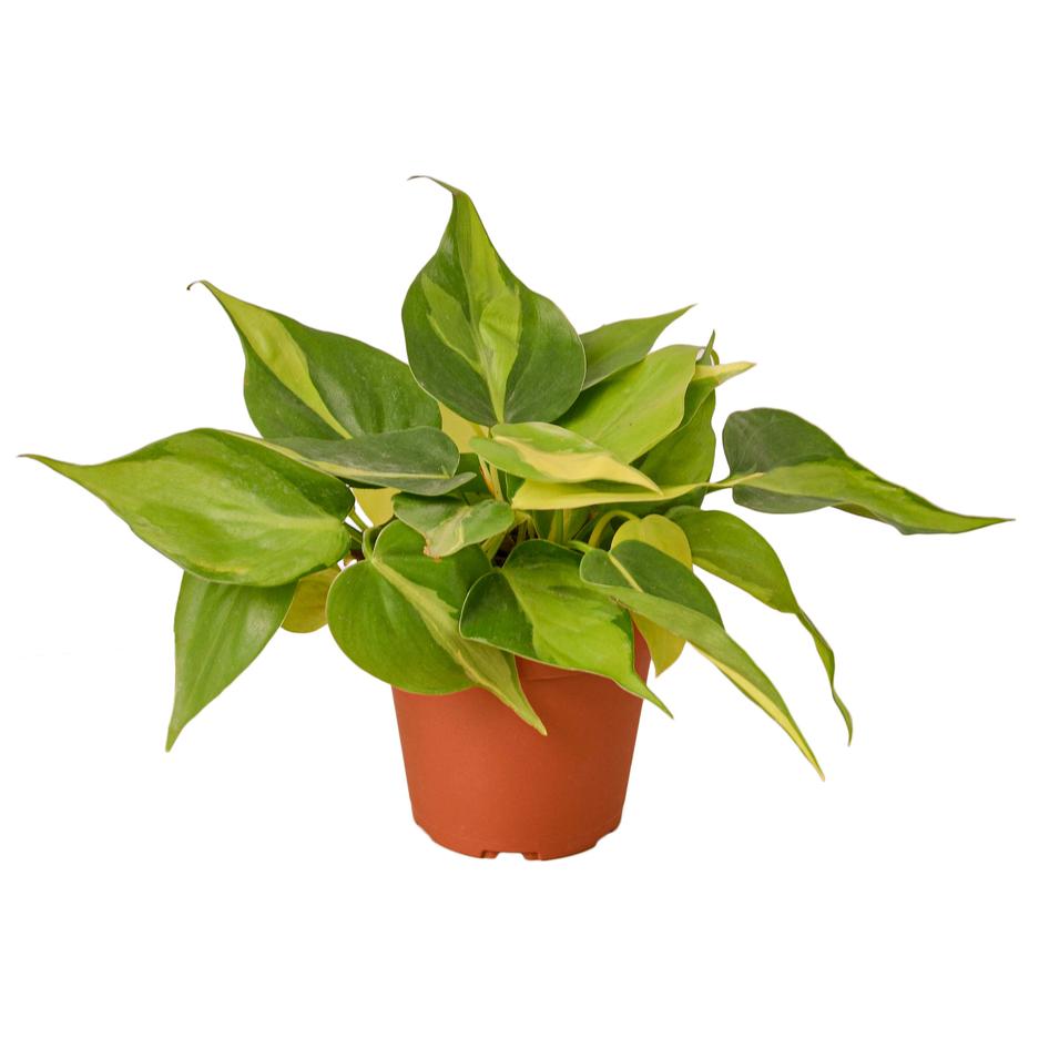 philodendron hederaceum brazil Philodendron Hederaceum 'Brasil' – Plant Gay