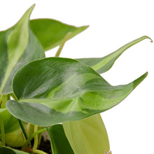 Load image into Gallery viewer, Philodendron Hederaceum 'Brasil'