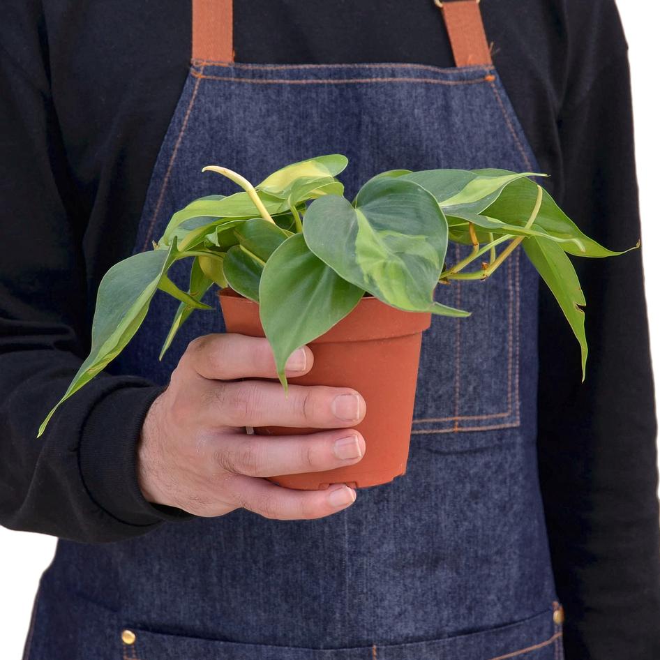 philodendron hederaceum brazil Philodendron Hederaceum 'Brasil' – Plant Gay