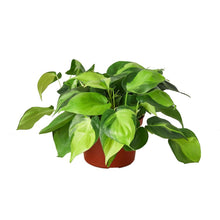 Load image into Gallery viewer, Philodendron Hederaceum 'Brasil'