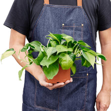 Load image into Gallery viewer, Philodendron Hederaceum 'Brasil'