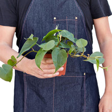 Load image into Gallery viewer, Philodendron Cordatum Heartleaf