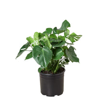 Load image into Gallery viewer, Philodendron ‘Monstera'