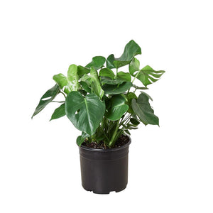 Philodendron ‘Monstera'