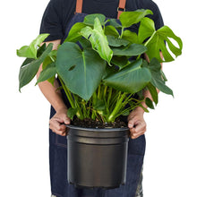 Load image into Gallery viewer, Philodendron ‘Monstera'