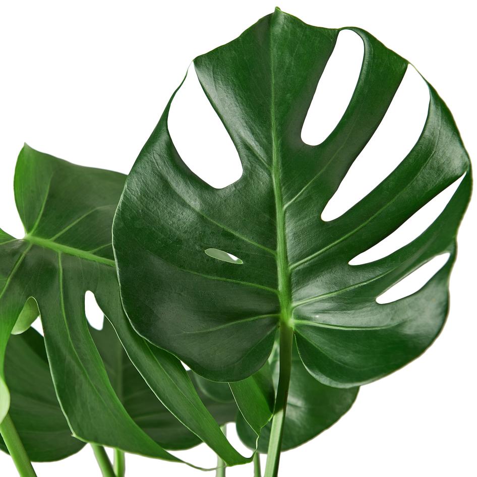 Philodendron Monstera'