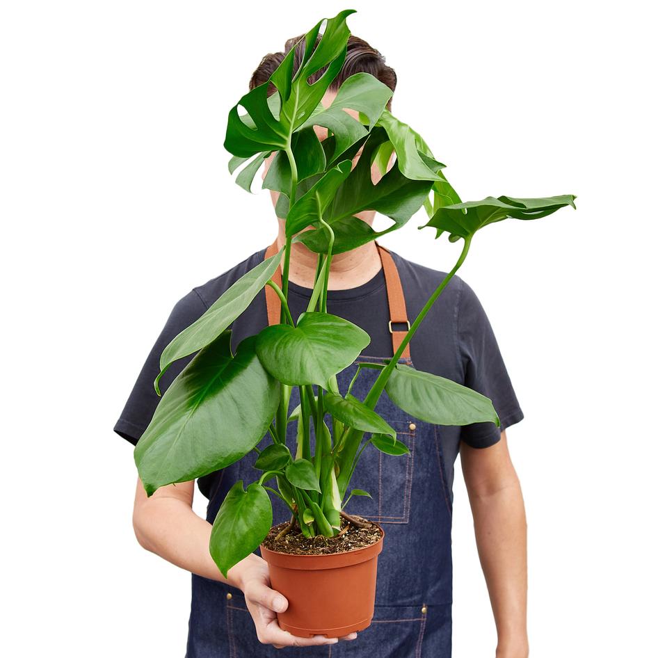 monster philodendron Philodendron ‘Monstera'