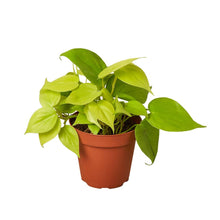 Load image into Gallery viewer, Philodendron 'Neon'