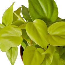 Load image into Gallery viewer, Philodendron 'Neon'