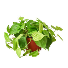 Load image into Gallery viewer, Philodendron 'Neon'