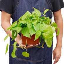 Load image into Gallery viewer, Philodendron 'Neon'