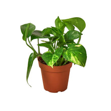 Load image into Gallery viewer, Pothos 'Golden'