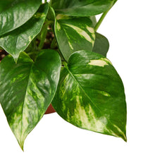 Load image into Gallery viewer, Pothos 'Golden'