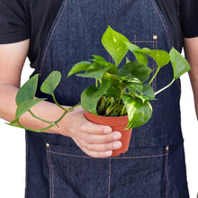 Load image into Gallery viewer, Pothos 'Golden'