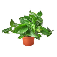 Load image into Gallery viewer, Pothos 'Golden'